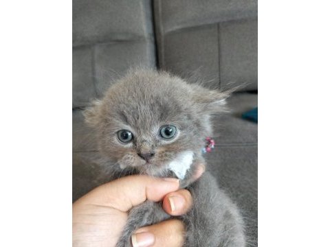 Safkan anne babadan british shorthair ayı surat yavrular