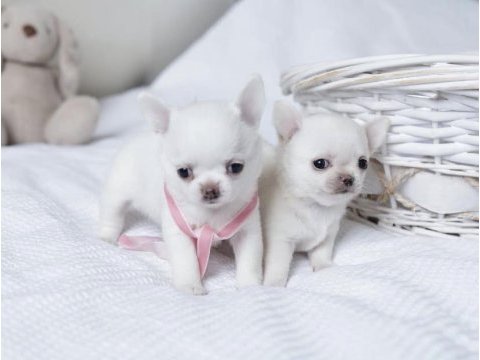 Birbirinden güzel teacup chihuahua yavrularımız