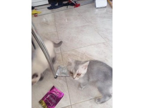 Son kalan kedilerim