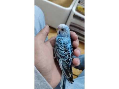 Acil satılık muhabbet kuşu yavrular ucuz fiyata