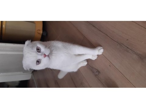 5 aylık erkek scottish fold