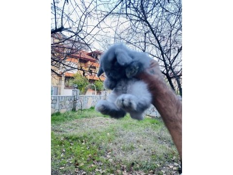 Teddy lop tavşanı yavrular sahiplendirilecek