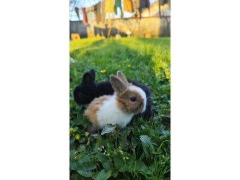 Lop kırması bir çift yavru tavşan