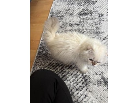 Yakışıklı oğlan scottish fold