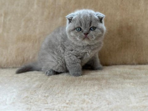 Eşsiz güzellikte blue scottish fold