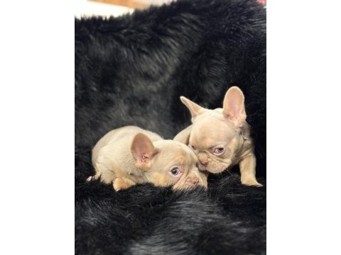 Yurtdışı kalitesi egzotik french bulldog