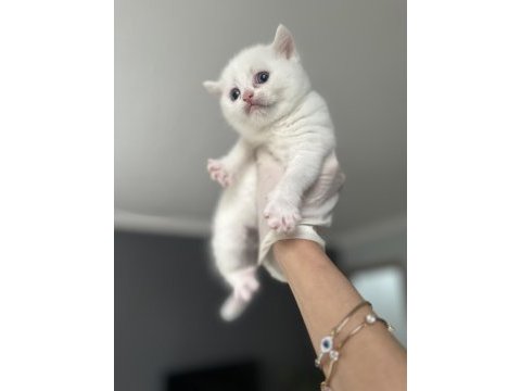 2 aylık chinchilla erkek kedimiz