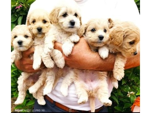 0 numara mini boy mükemmel kalite maltipoo yavru