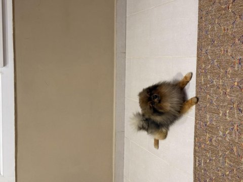 Pomeranian köpeğimiz leo
