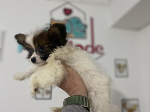 Petmode köpek çiftliğinden  tea cup papillon yavrumuz
