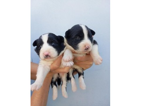 Irk ve sağlık garantili border collie bebeklerimiz