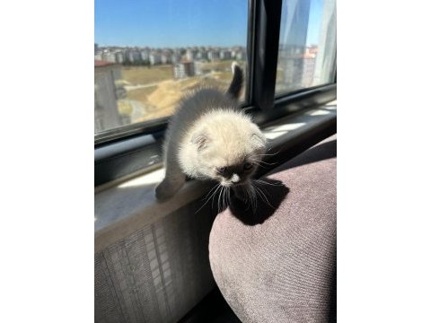 Scottish fold blue point