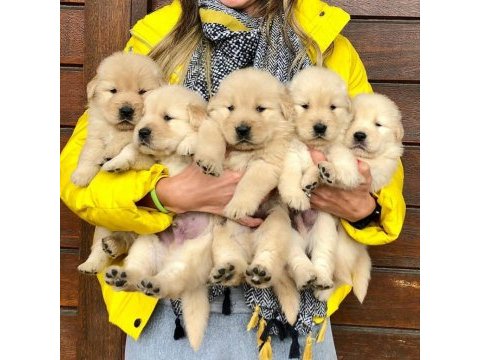 Golden retriever yavruları