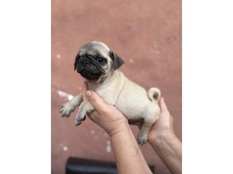 Pug mops yavru köpekler
