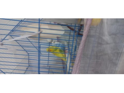 Eş olarak tek olarakta verilebilir muhabbet kuşlar