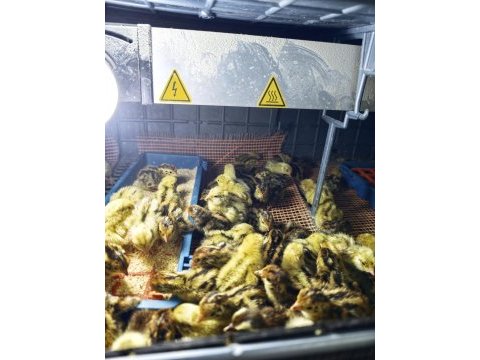 Bıldırcın yavrusu günlük