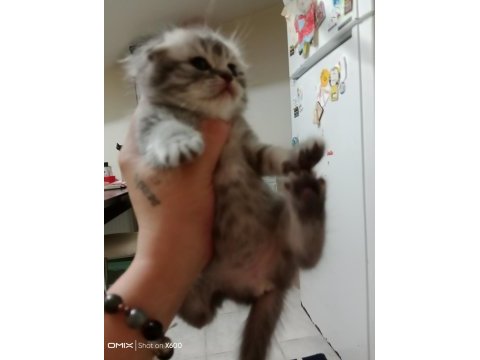 Sevimli scottish straight ve scottish fold kardeşler