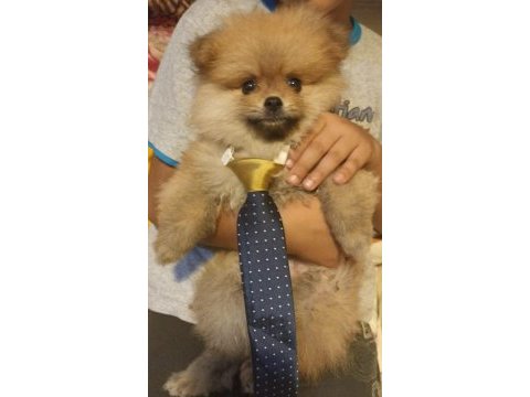 Teslime hazır ponçik pomeranian boo