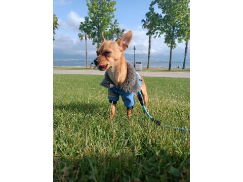 Sağlıklı pinscher tertemizdir