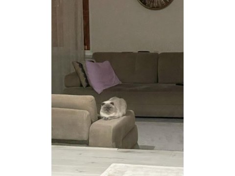 Scottish fold kedisi