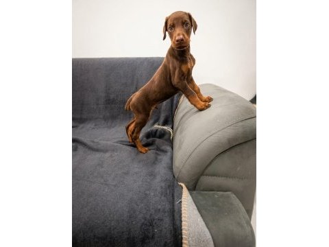 Kızıl erkek doberman yavru