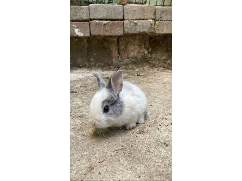Orjinal cüce ve aslanbaş yavruları istanbul