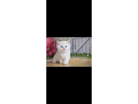 Kusursuz asil silver british shorthair 