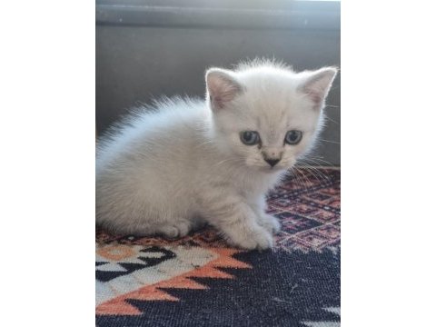 Teslime hazır safkan british bebekler