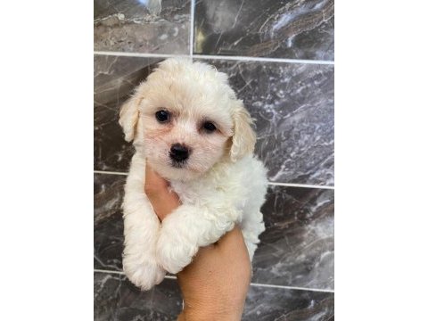 Minyatür orjinal maltipoo
