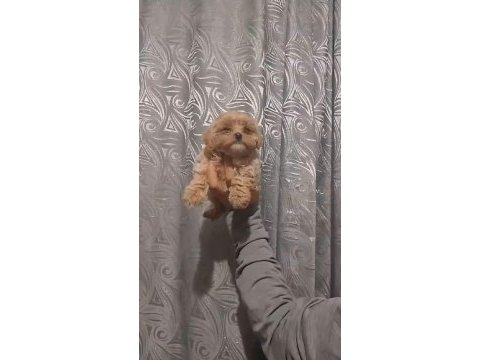 Pet eğitimli dişi erkek maltipoo yavrular