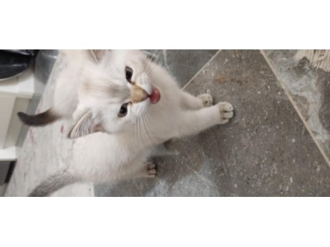 British shorthair ve blue point