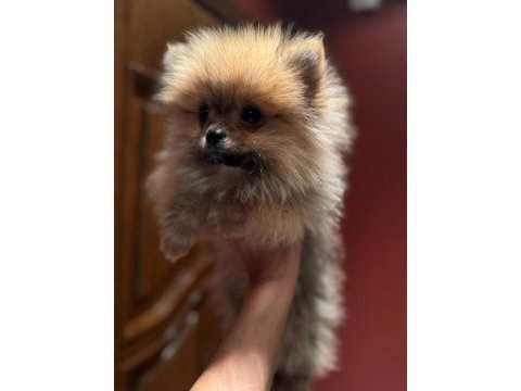 65 günlük pomeranian boo yavrularımız sağlıklı ırk