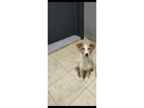 3.5 aylık rough collie lessie yavrularım