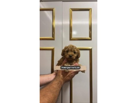 Toy poodle orjinal köpekler