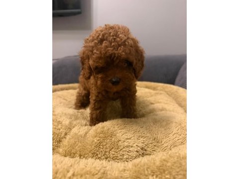 Poodle kore teacup 3.5 aylık dişi