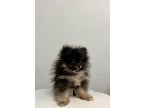 Mini black & tan pomeranian