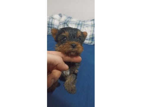 Yorkshire terrier bebeklerimiz sahiplendirilecektir