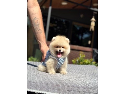 Yavru pomeranian boo köpekler