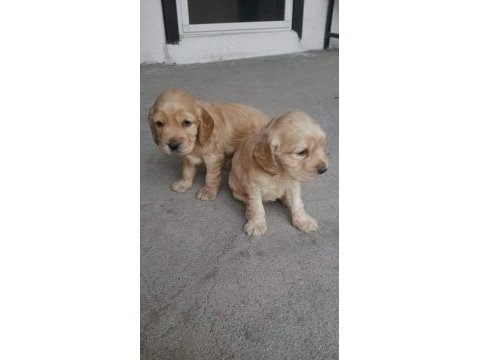 American cocker köpeği