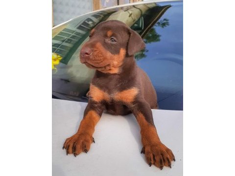 A kalite doberman bebeklerimiz