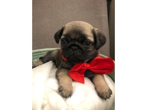 İki dişi ve bir erkek üst kalite pug mops bebekler