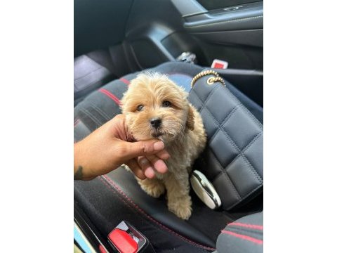 Safkan kore maltipoo