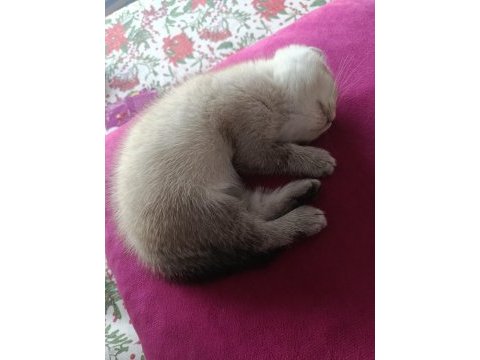 3.5 aylık british shorthair yavrular