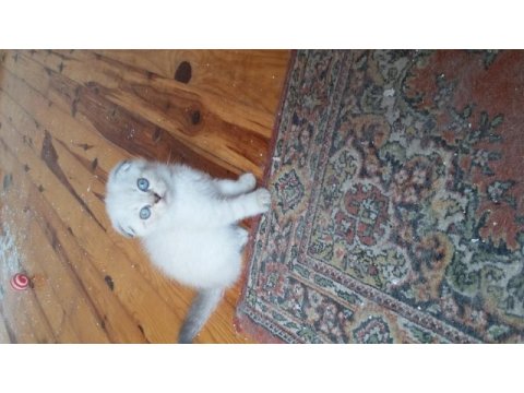 Scottish fold dişi ve erkek yavrular
