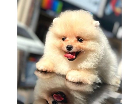 Ayı surat pomeranian boo
