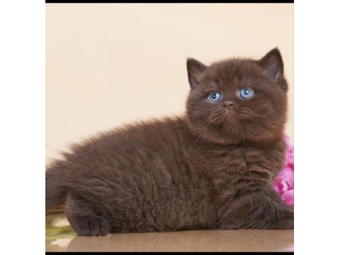 Ayıcık suratlı chocolate british shorthair  