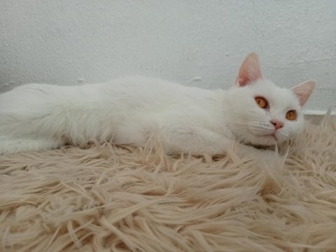 3 yaşında dişi british shorthair