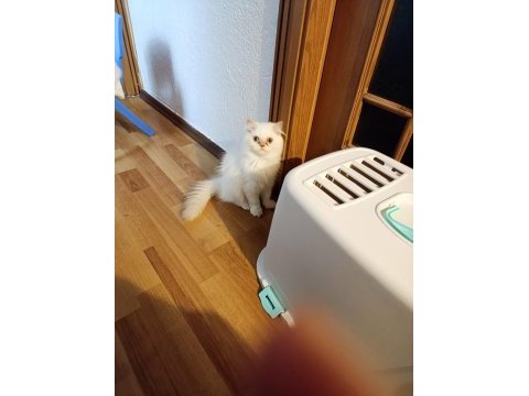 British longhair pamuk sevimli erkek