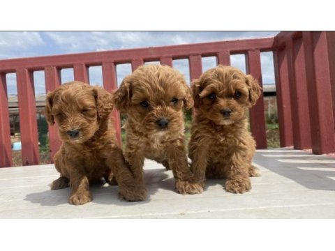 Orjinal aşılı garantili teacup maltipoo yavrularımız