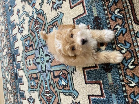 4 aylık erkek maltipoo